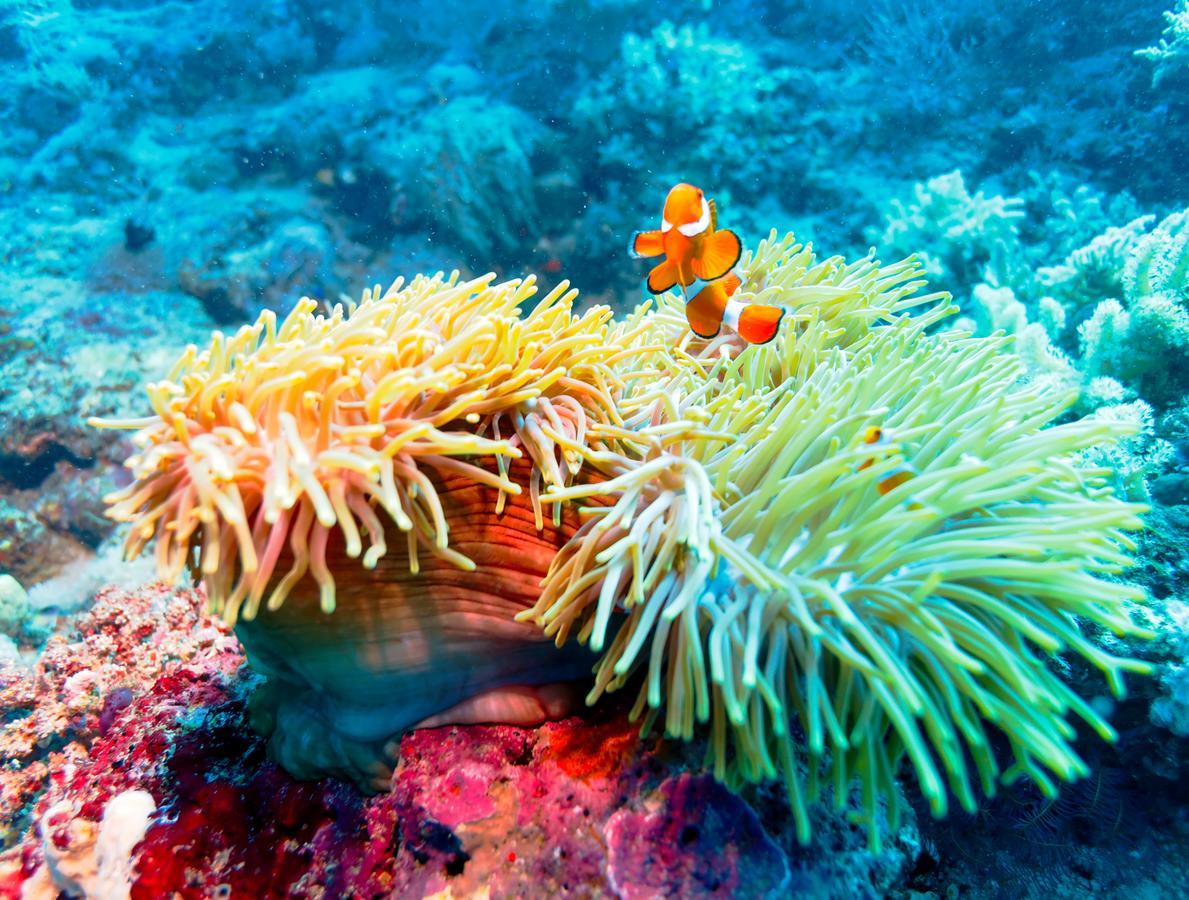 Ocean Beach Maldive Ξενοδοχείο Maldives Εξωτερικό φωτογραφία